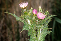 Carduus pycnocephalus